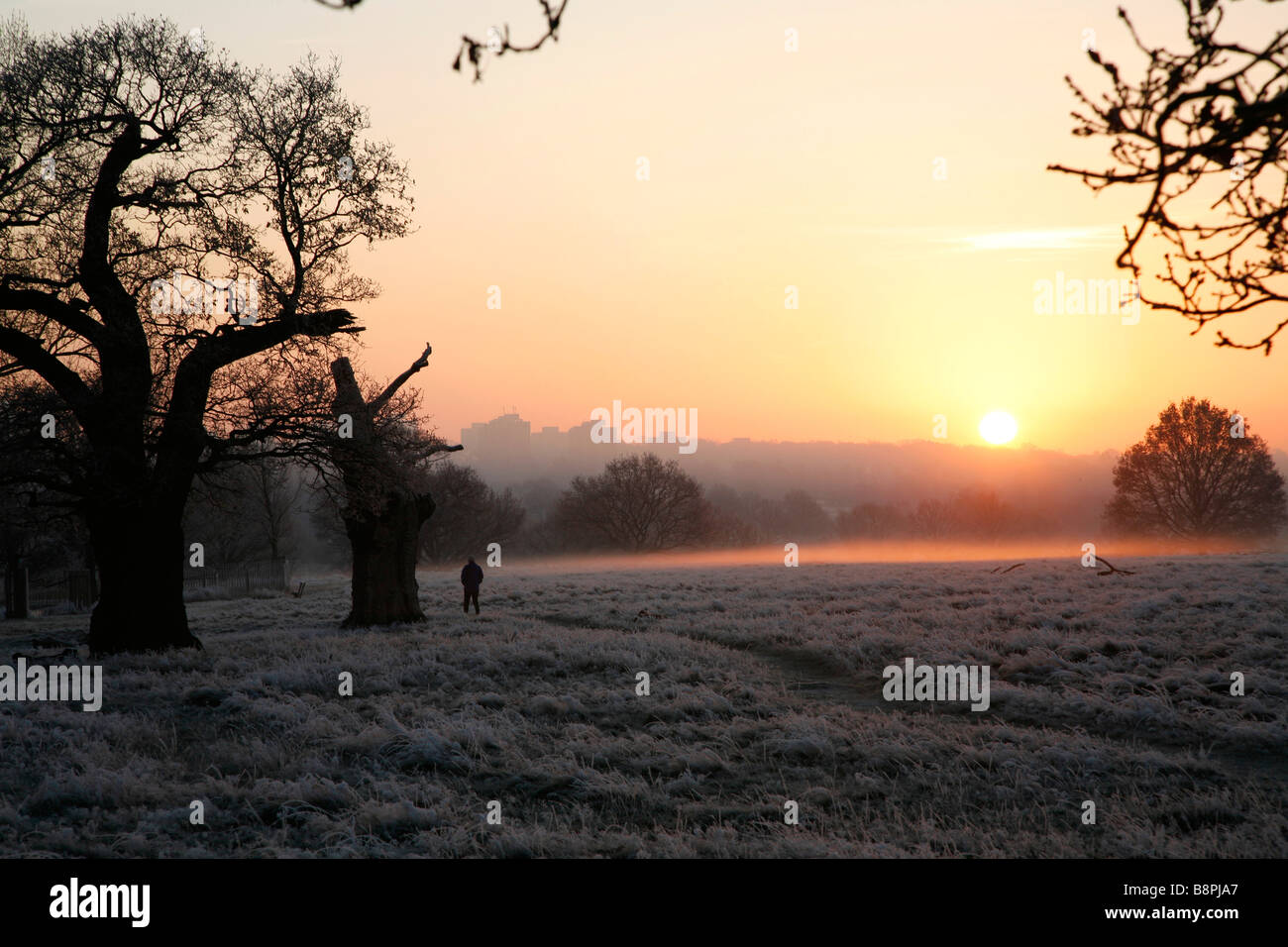 Le lever du soleil sur un frosty Richmond Park, Londres Banque D'Images