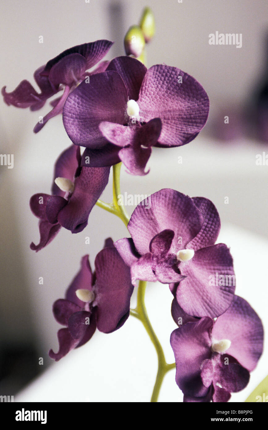 Orchidée pourpre, close-up Banque D'Images