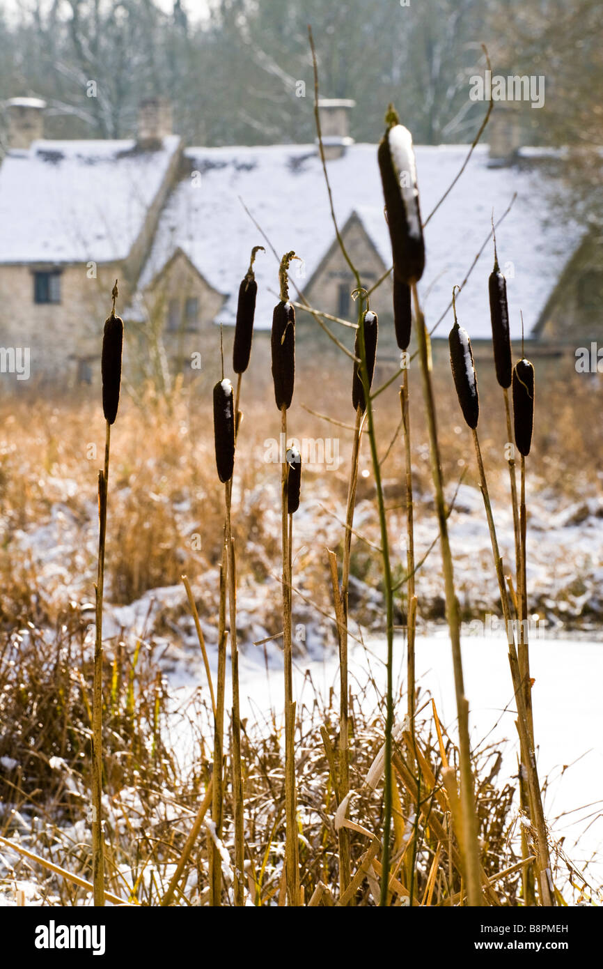 Joncs en hiver neige à Arlington Row dans le village de Cotswold, Gloucestershire Bibury Banque D'Images