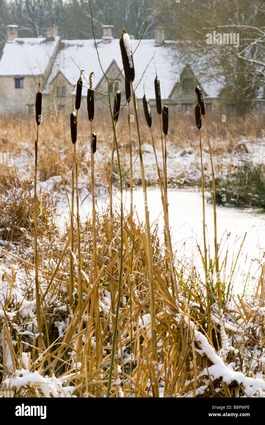 Joncs en hiver neige à Arlington Row dans le village de Cotswold, Gloucestershire Bibury Banque D'Images