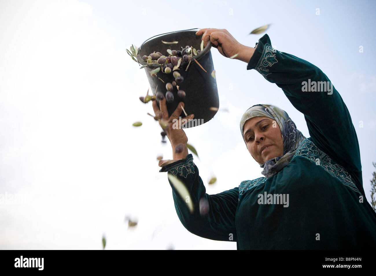 La récolte d'olive, Djénine, en Cisjordanie, en Palestine Banque D'Images
