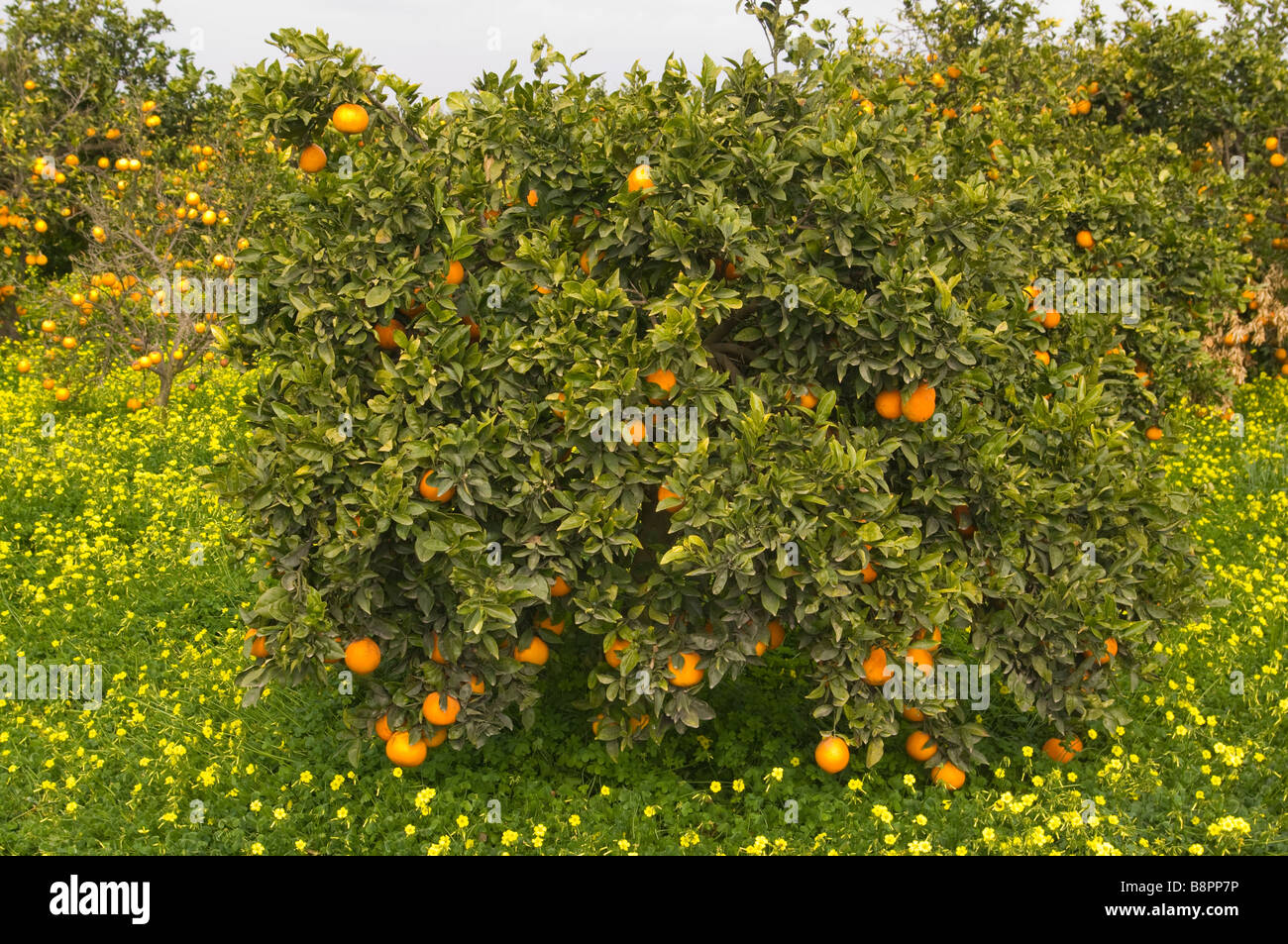 L'espagnol les oranges d'Orangers d'Agrumes dans les champs de fleurs sauvages jaunes Rojales Espagne Banque D'Images