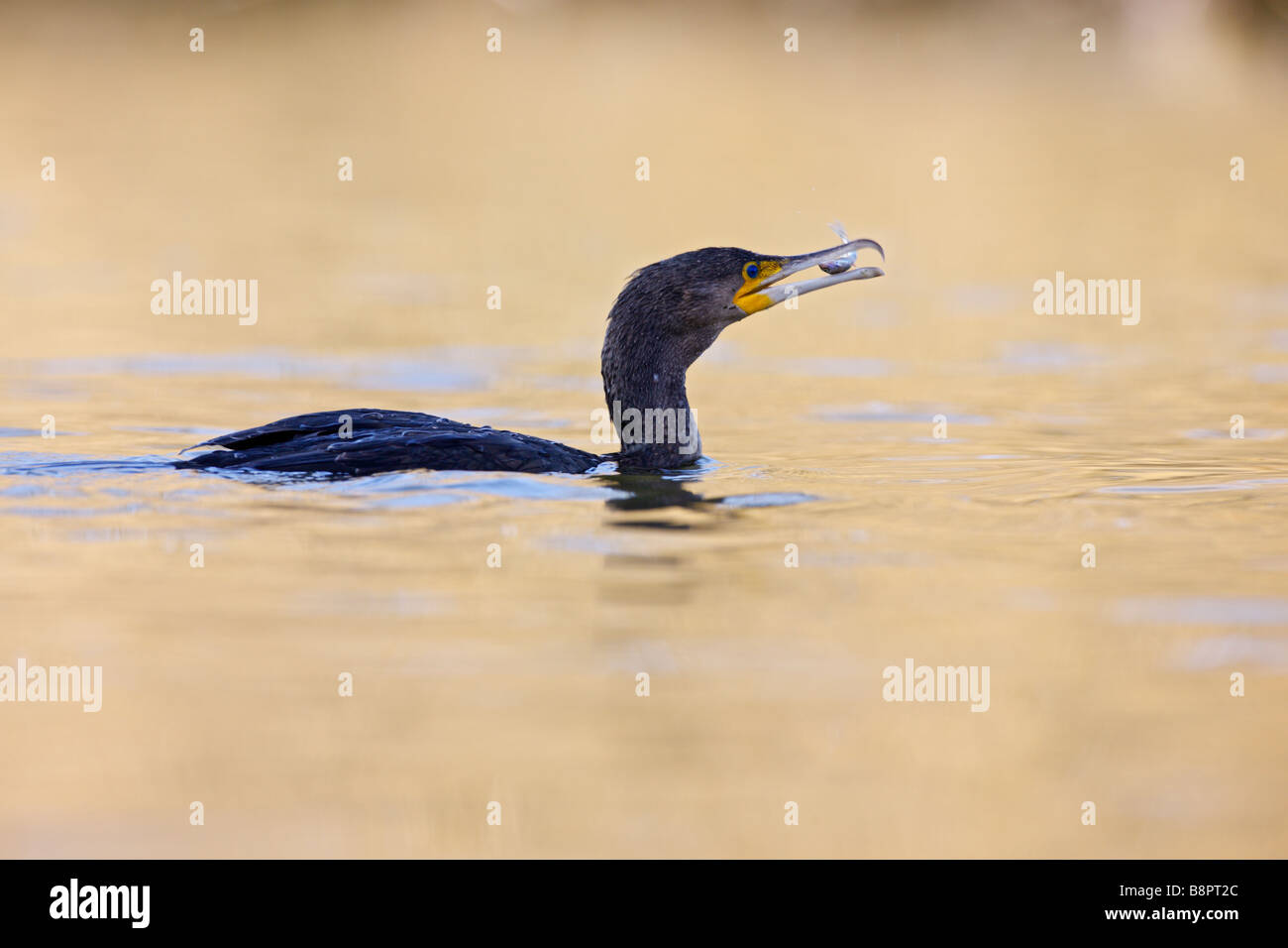 Juvinile cormoran Phalacrocorax carbo avec poissons Banque D'Images