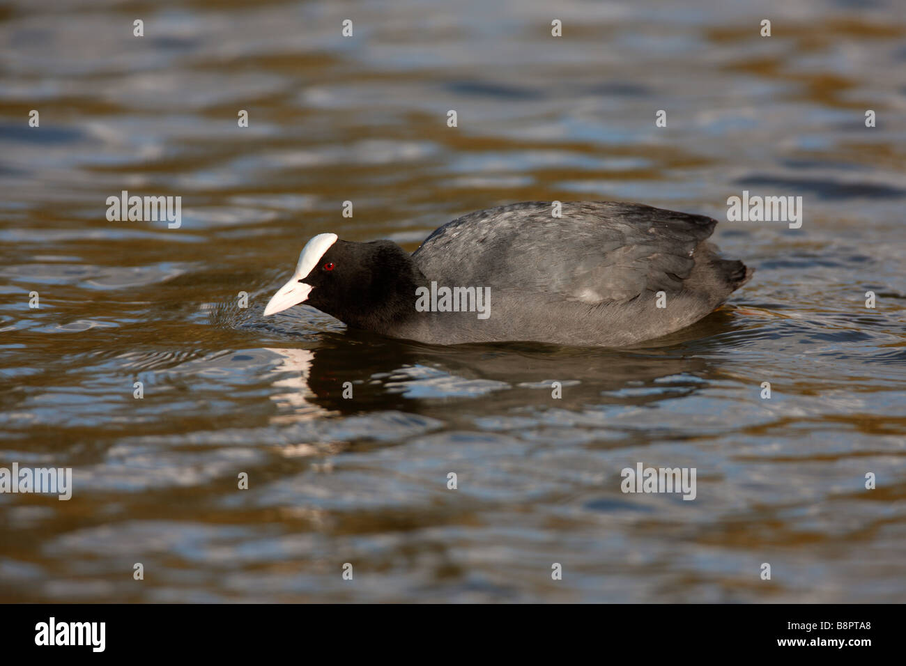 Foulque noire ou eurasienne, Fulica atra Banque D'Images