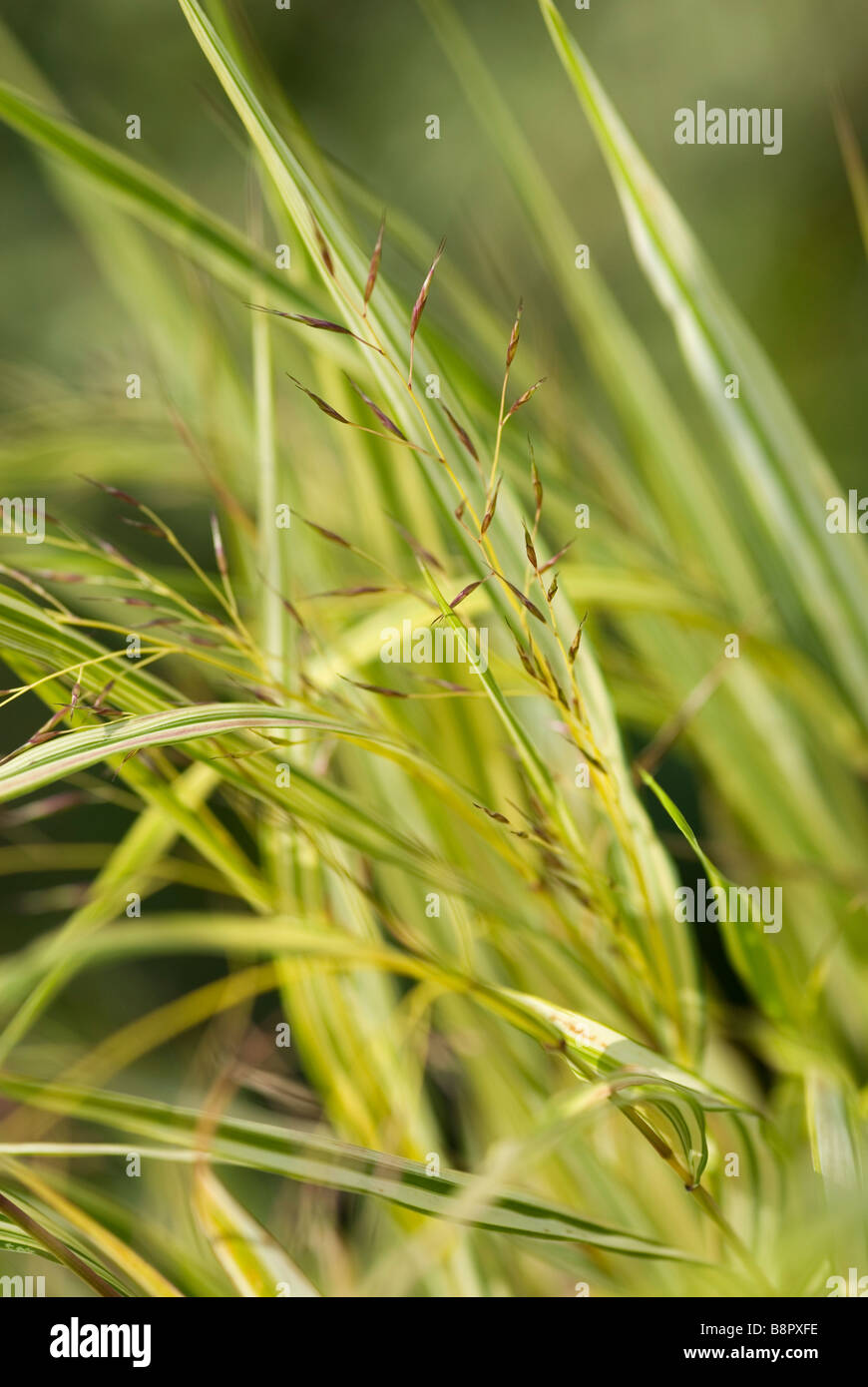 HAKONECHLOA MACRA AUREOLA Banque D'Images