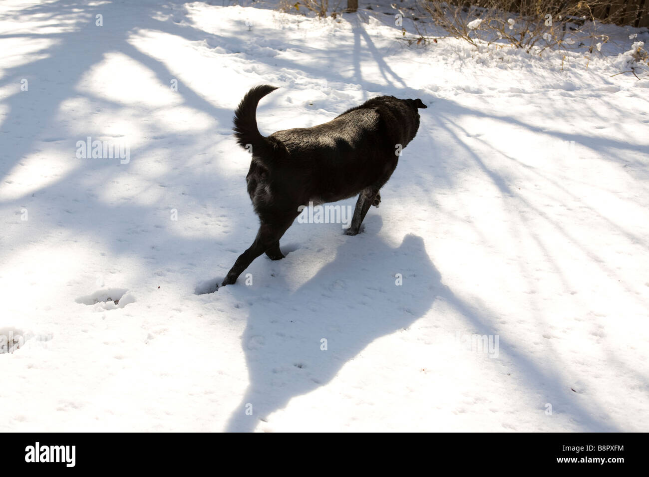 Promenade de chien noir sur la neige Banque D'Images