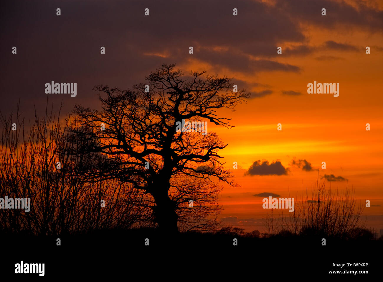 La silhouette d'un arbre avec le coucher de soleil dans le contexte. Banque D'Images