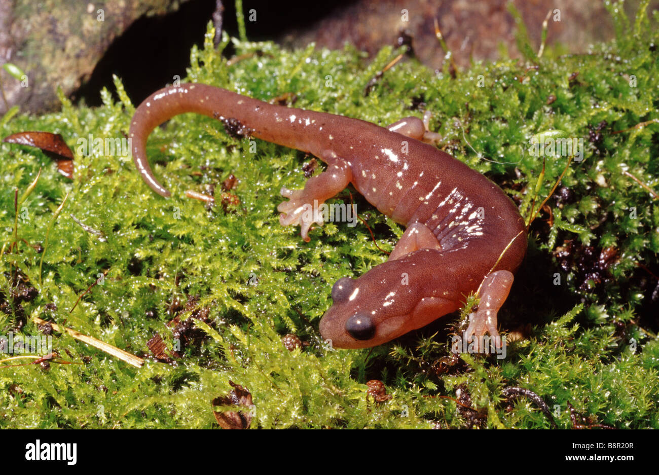 Aneides lugubris salamandre arboricole dans le jardin de San Francisco Californie Banque D'Images