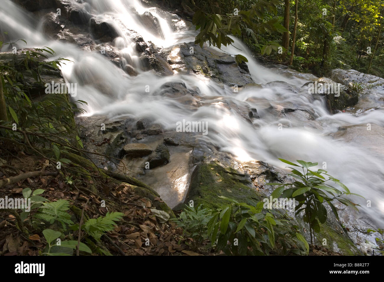 Cascade de Commonwealth Forest Park, Rawang, Malaisie Banque D'Images