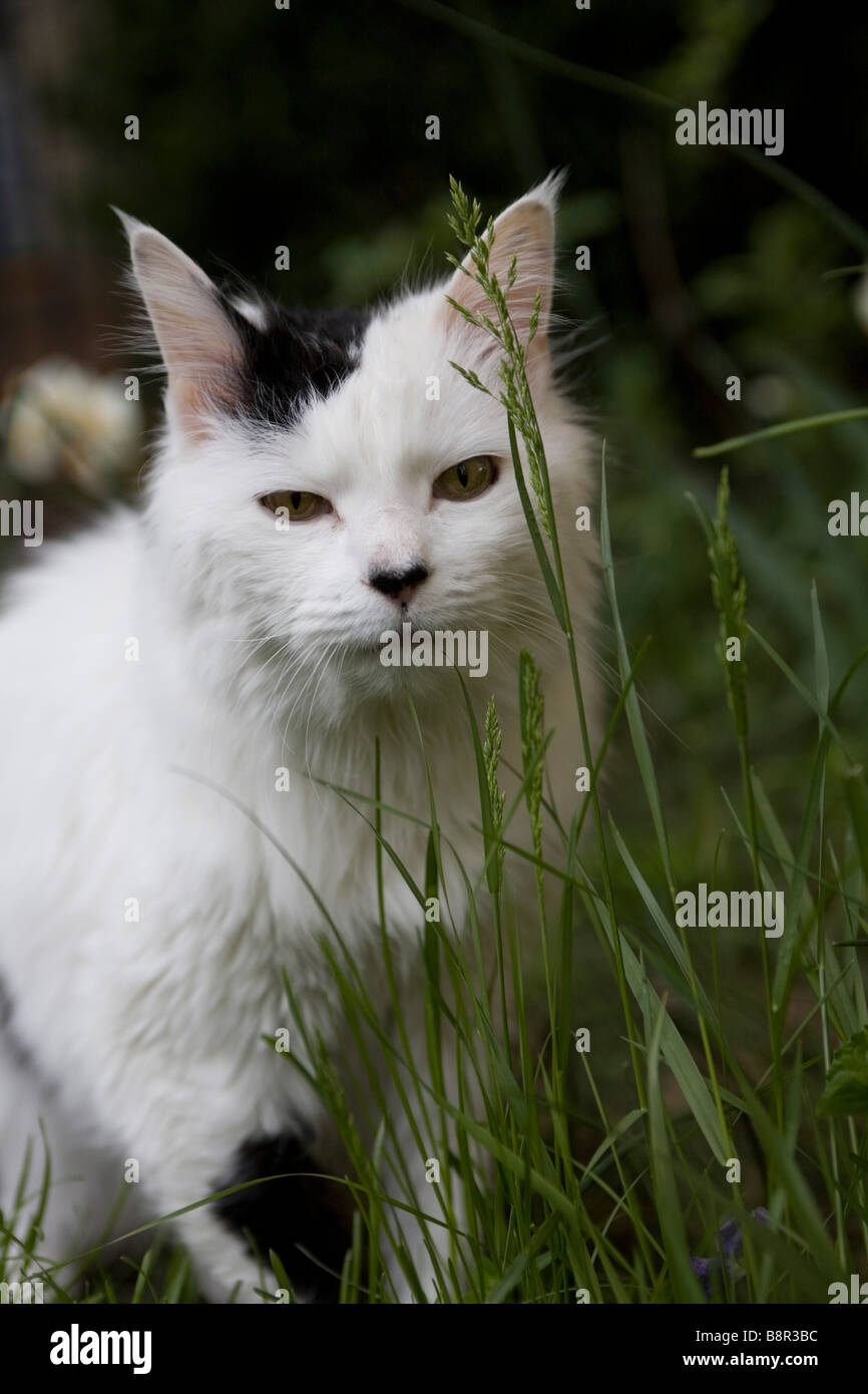 Chat dans l'herbe Banque D'Images