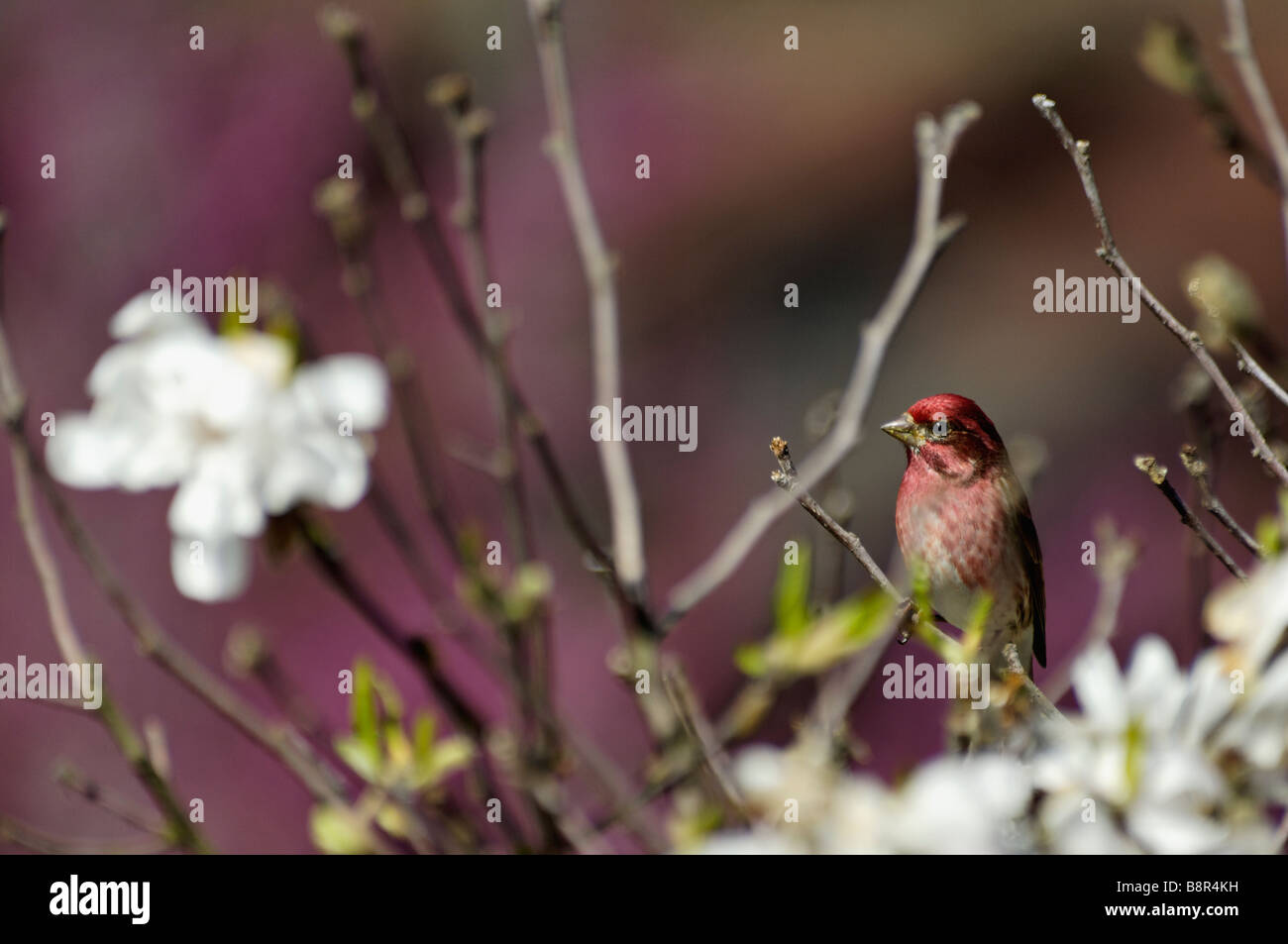 House Finch Étoile niché au milieu des fleurs de Magnolia en Indiana Banque D'Images