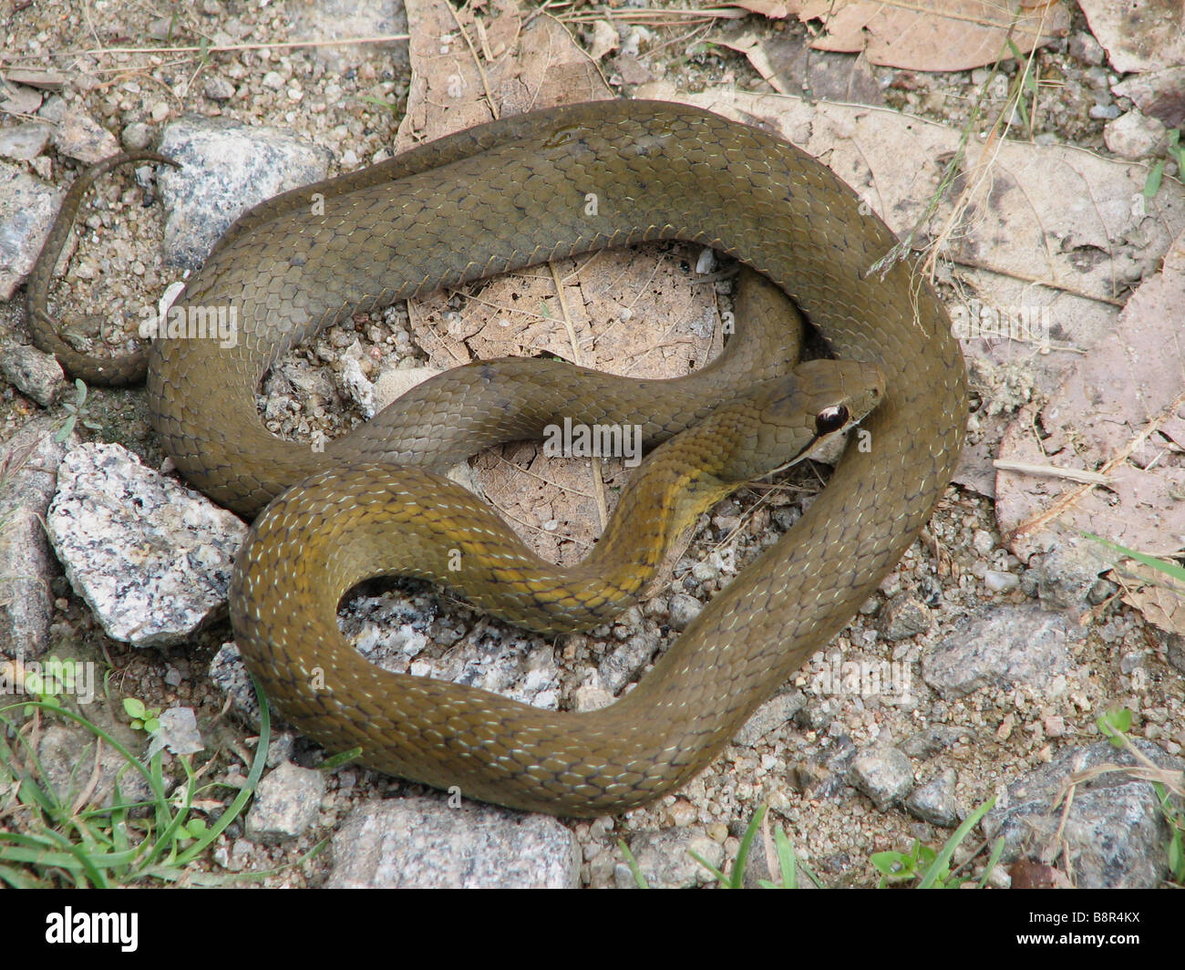 Serpent d'eau des forêts (Bibilava infrasignatus) sur un sol rocailleux dans Parc National de Ranomafana, Madagascar. Banque D'Images