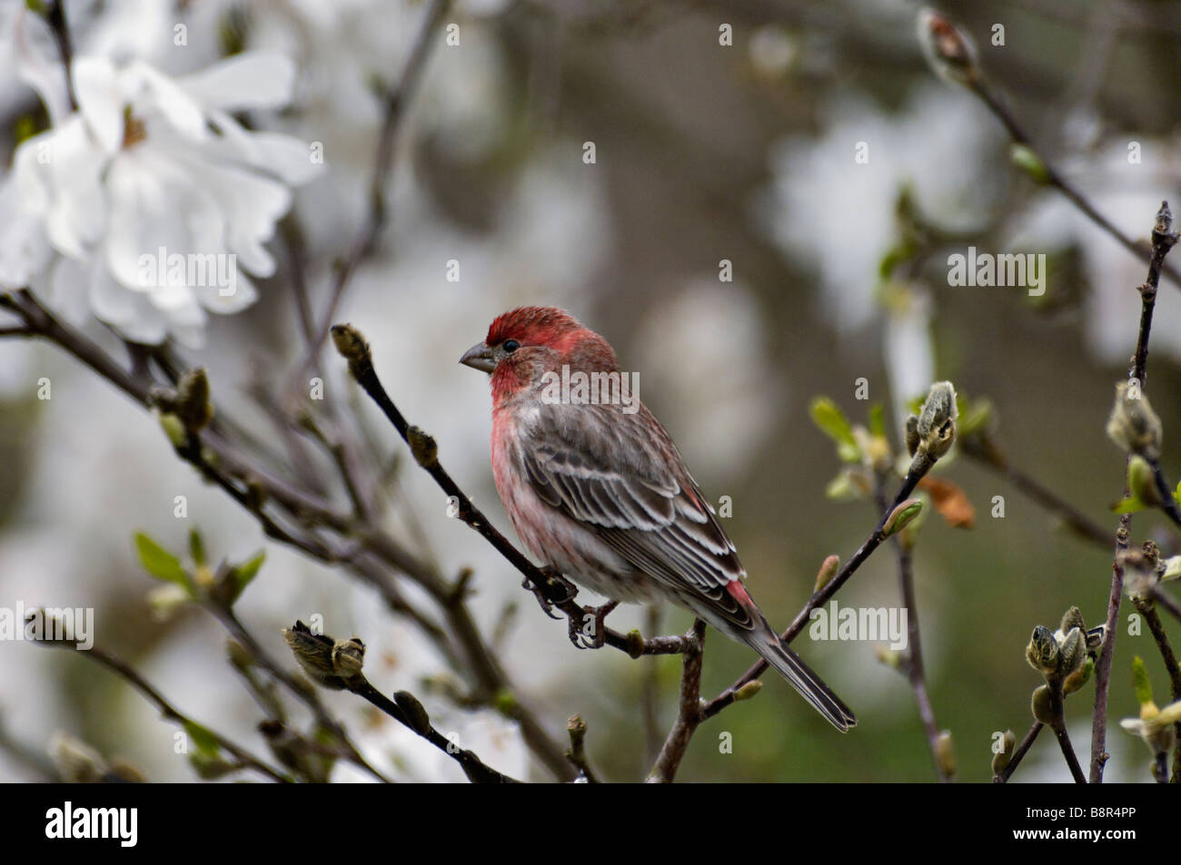 House Finch Étoile niché au milieu des fleurs de Magnolia en Indiana Banque D'Images