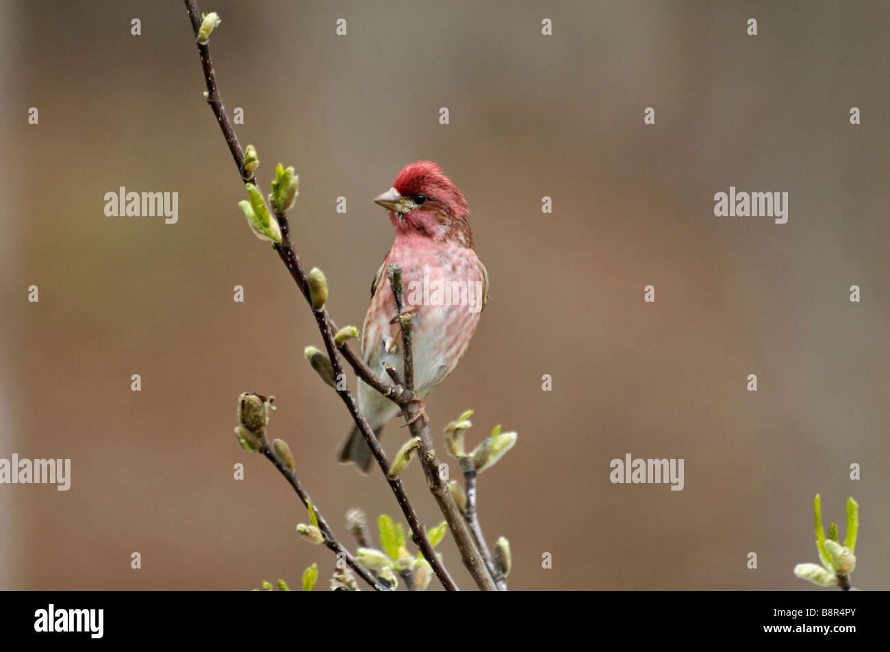 Roselin familier perché sur Star Magnolia Branch en Indiana Banque D'Images