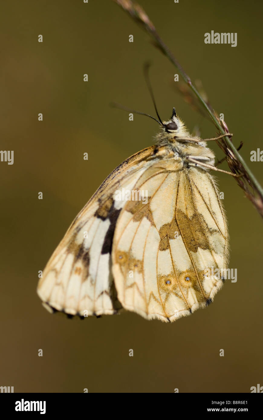 Femme papillon blanc marbré ibérique (Melanargia lachesis) Banque D'Images