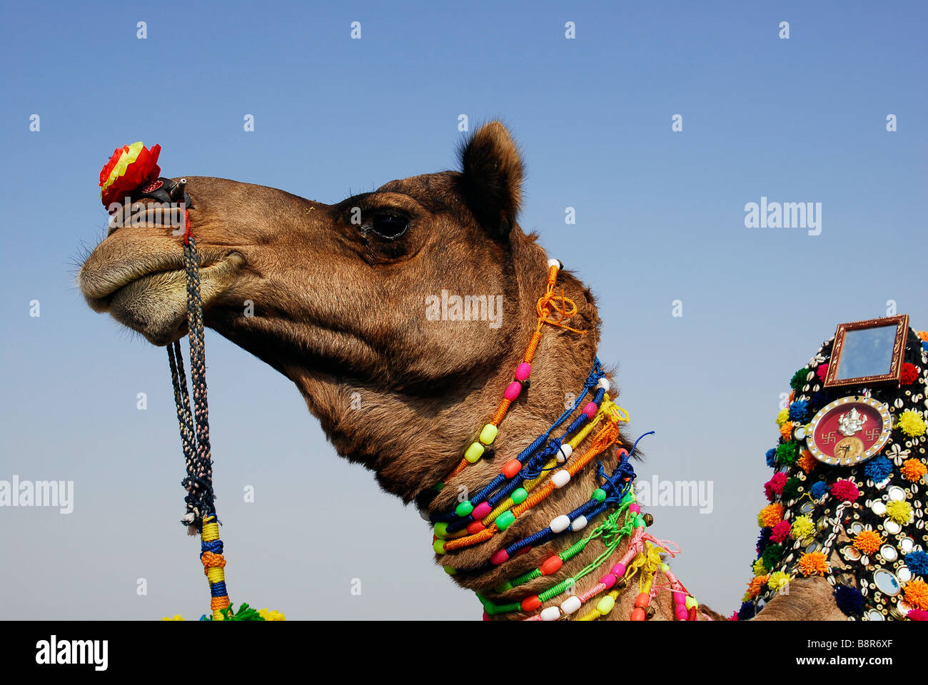 Chameau décorées à l'Bikaner Camel Festival, Rajasthan, Inde Banque D'Images