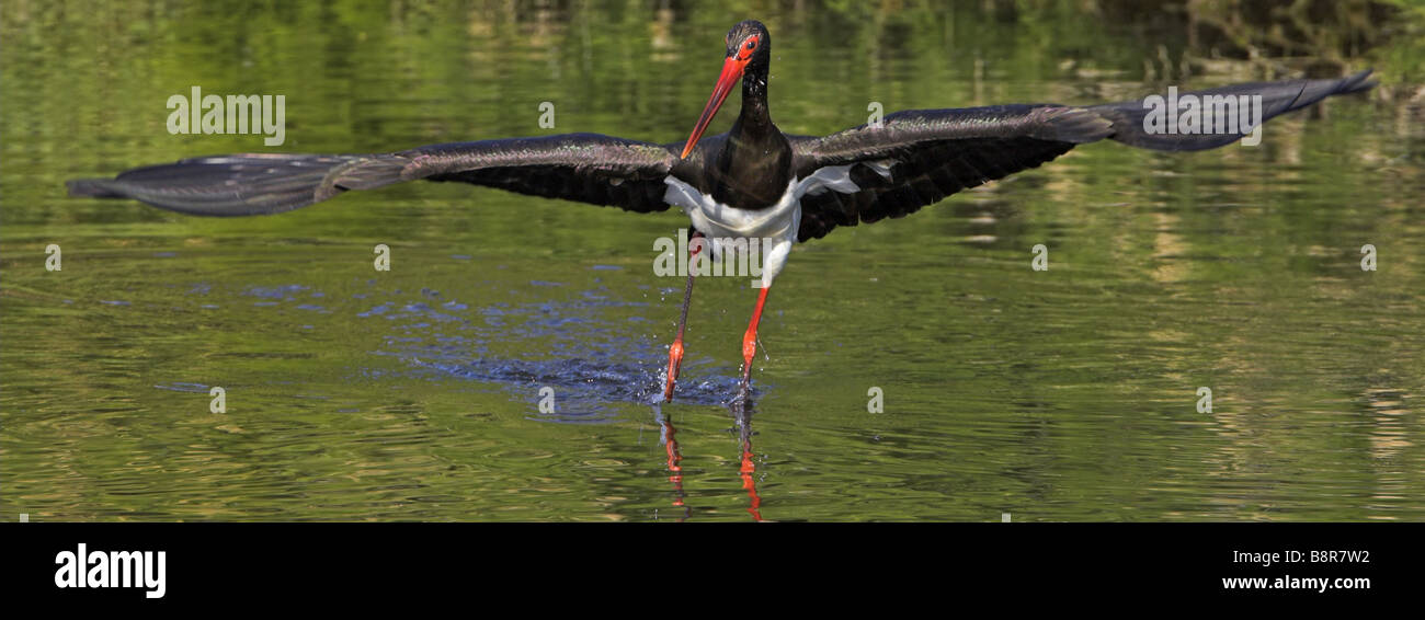 La cigogne noire (Ciconia nigra), l'alimentation en eau, Grèce, Lesbos Banque D'Images