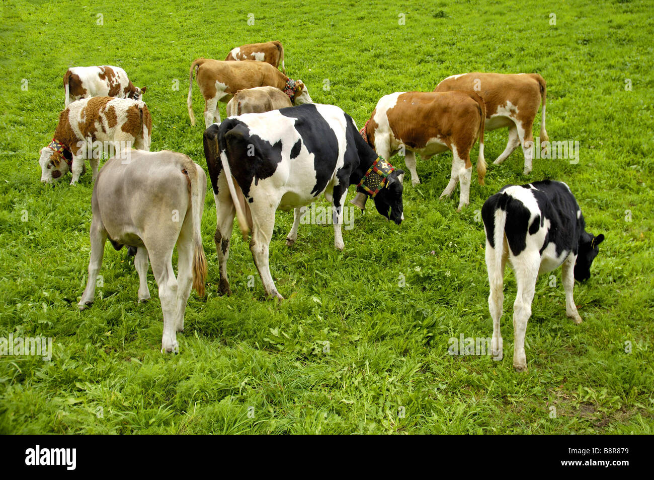 Les bovins domestiques (Bos primigenius f. taurus), différentes espèces de vaches Simmental (allemand) Banque D'Images