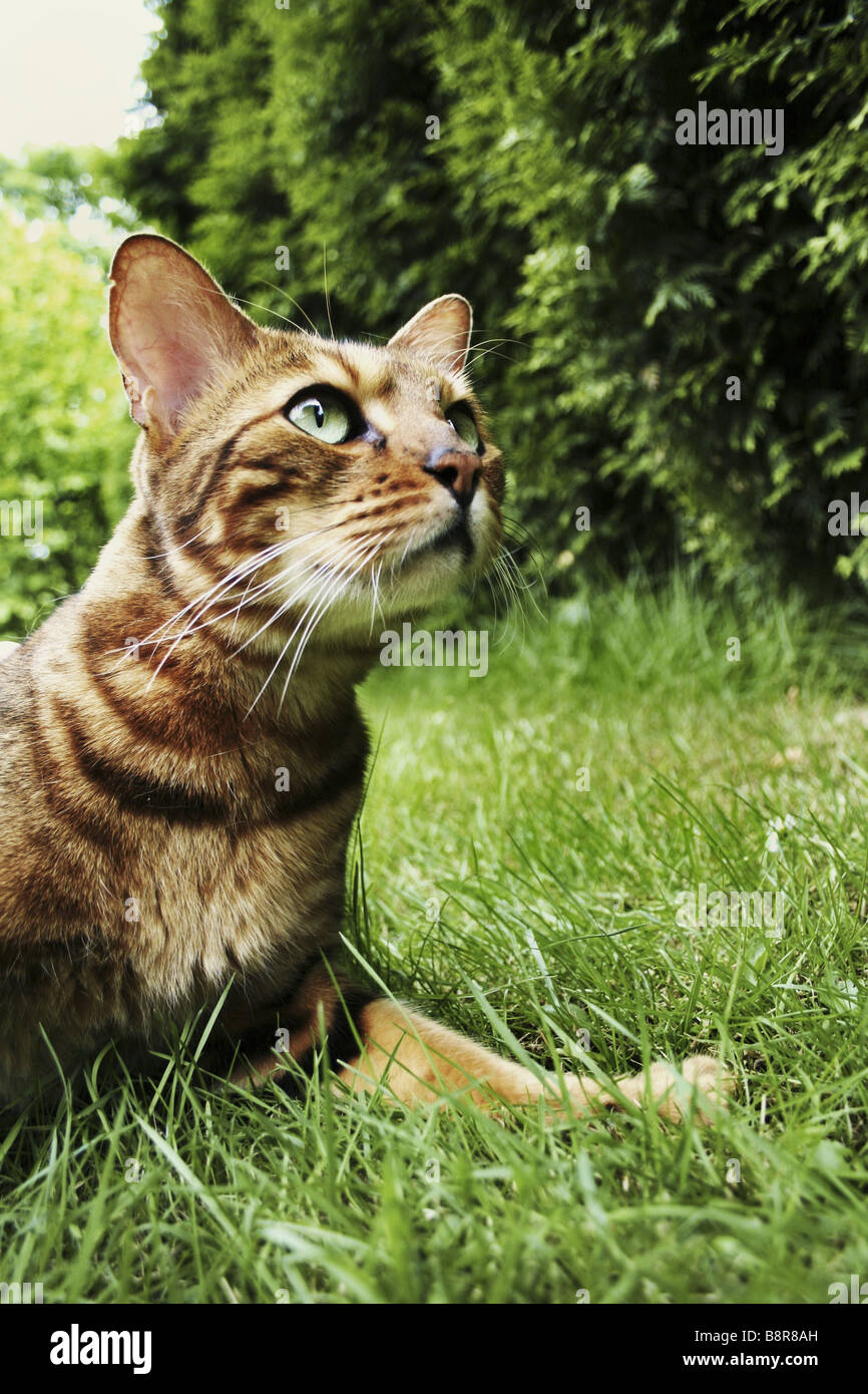 Bengal (Felis silvestris catus. f), portrait d'un chat bengal in lawn Banque D'Images