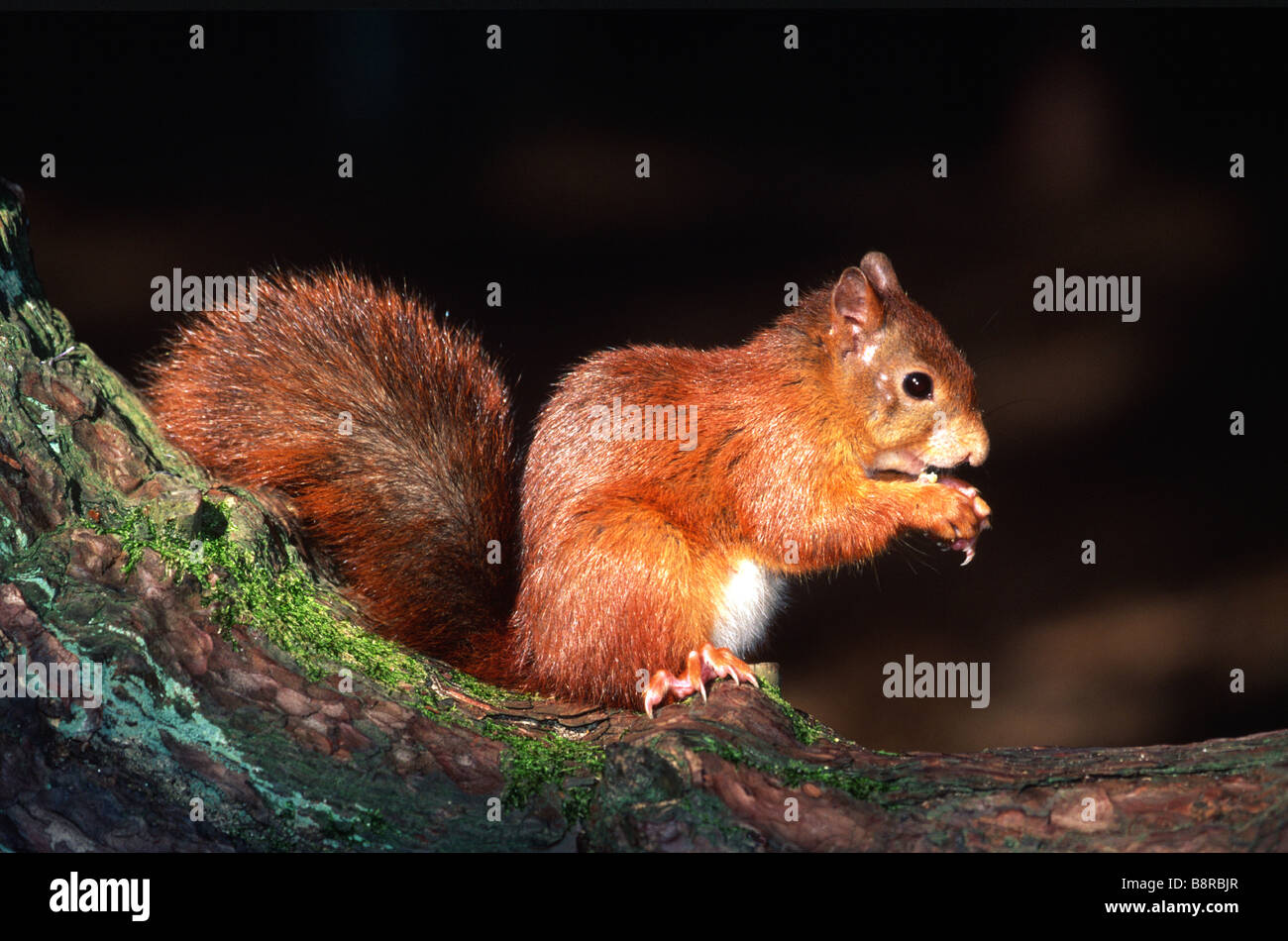 L'Écureuil roux Sciurus vulgaris leucourus Banque D'Images