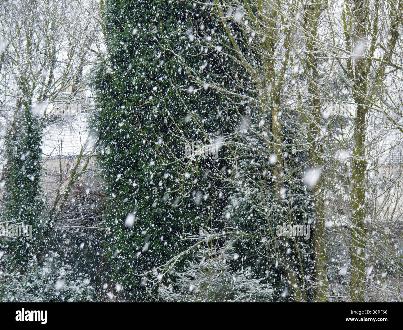 Les arbres dans une tempête d'hiver Banque D'Images