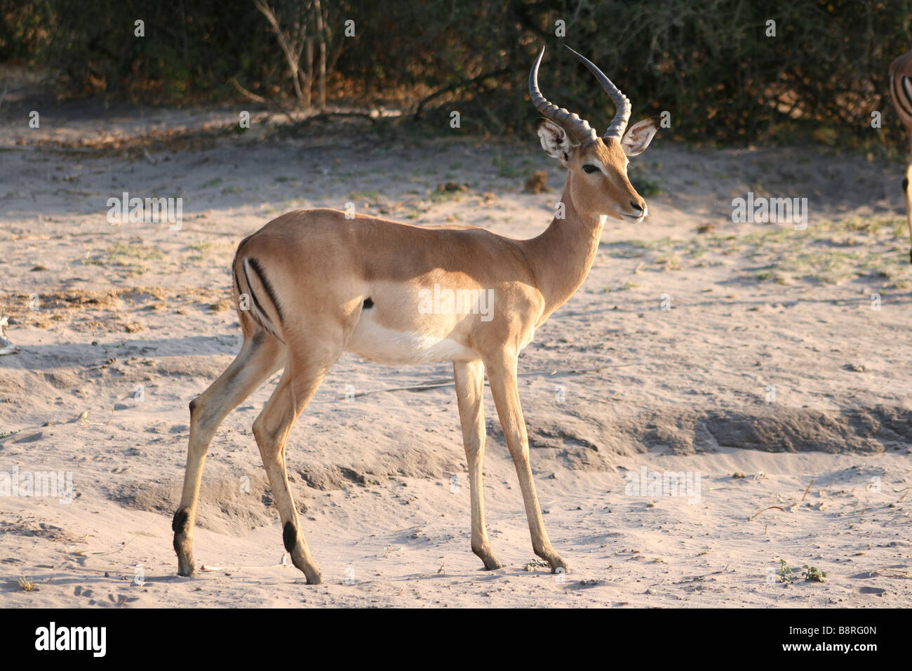 Un 501 dans la savane Banque D'Images