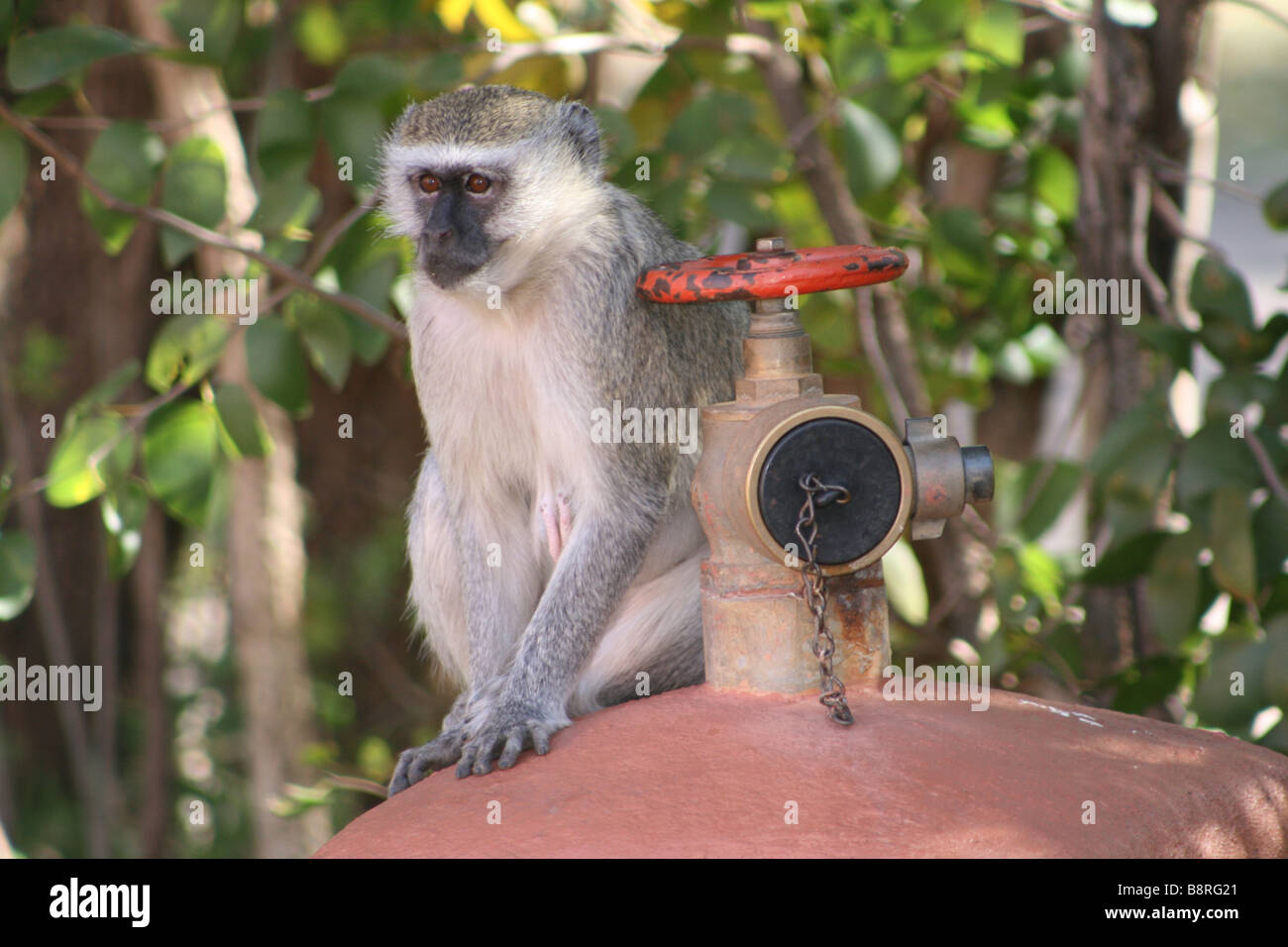 Un singe sur une bouche d'incendie Banque D'Images