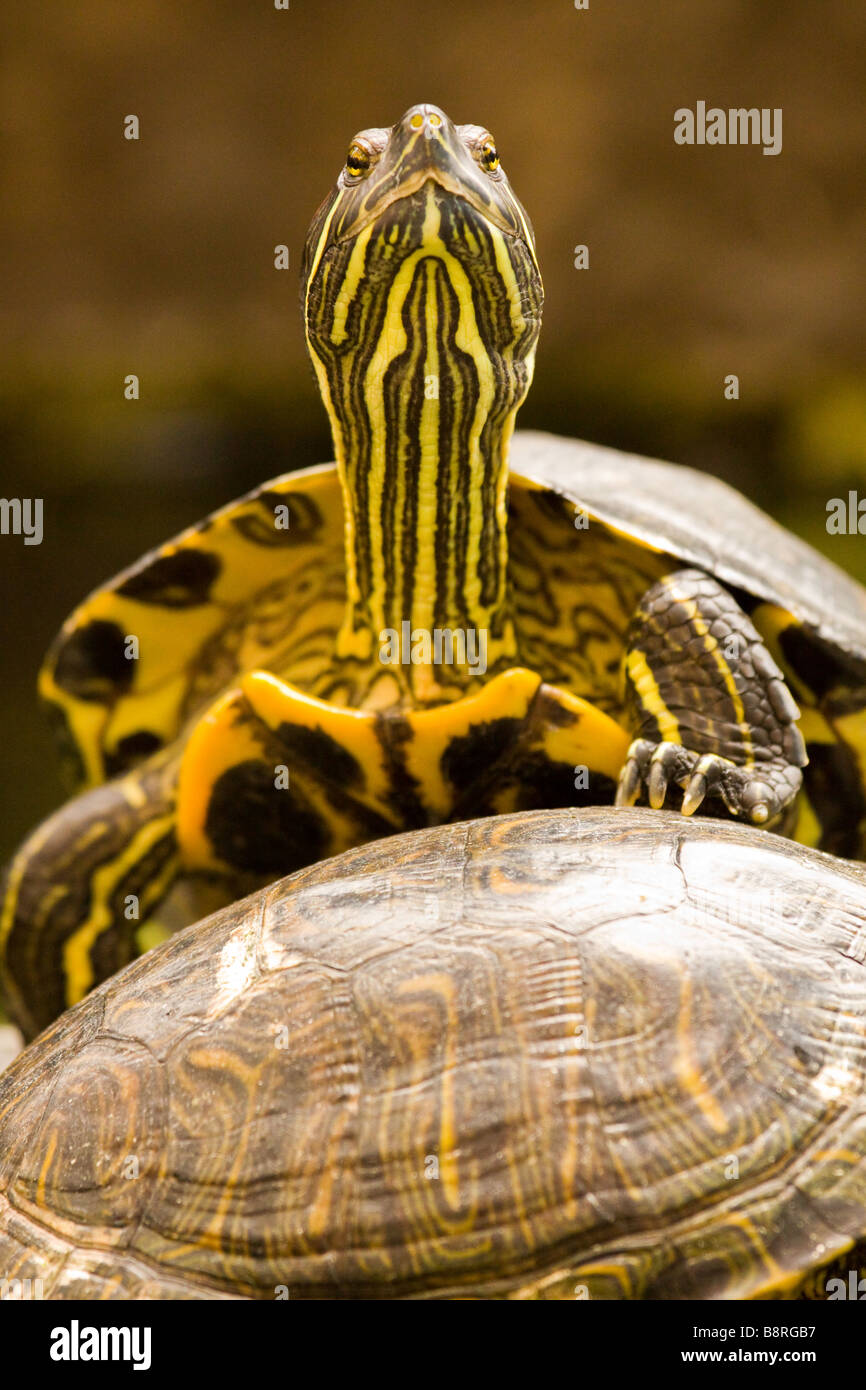 Tortues à ventre jaune Trachemys scripta Scripta Banque D'Images