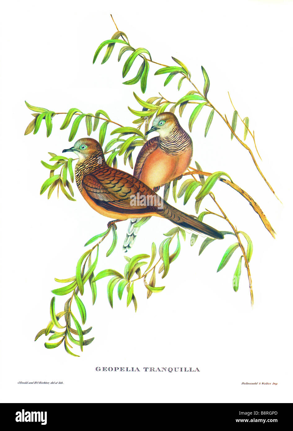 Geopelia striata Colombe pacifique, tranquilla Banque D'Images