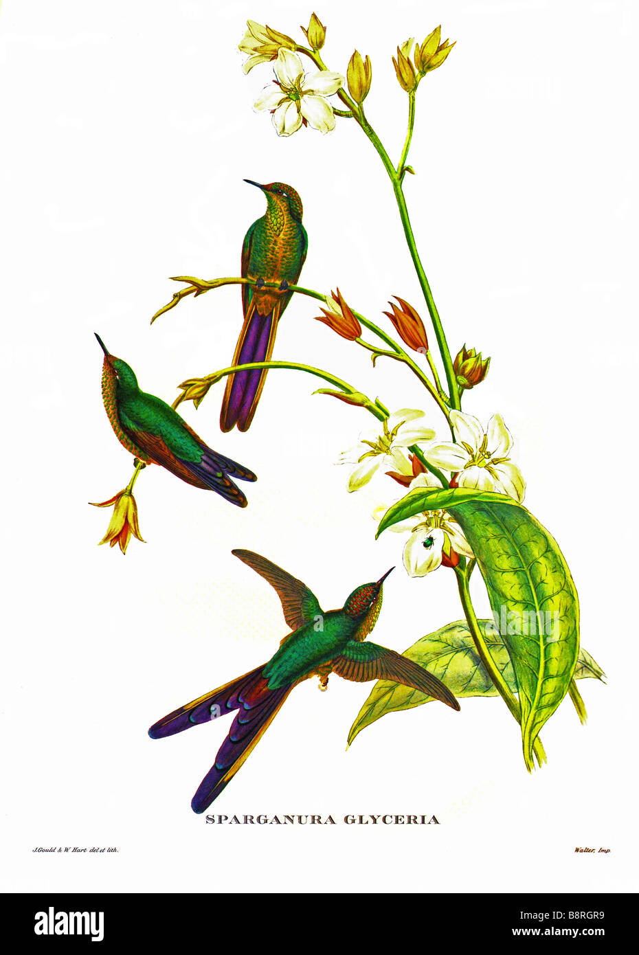 Comète à queue violette [glyceria] Zodalia Banque D'Images