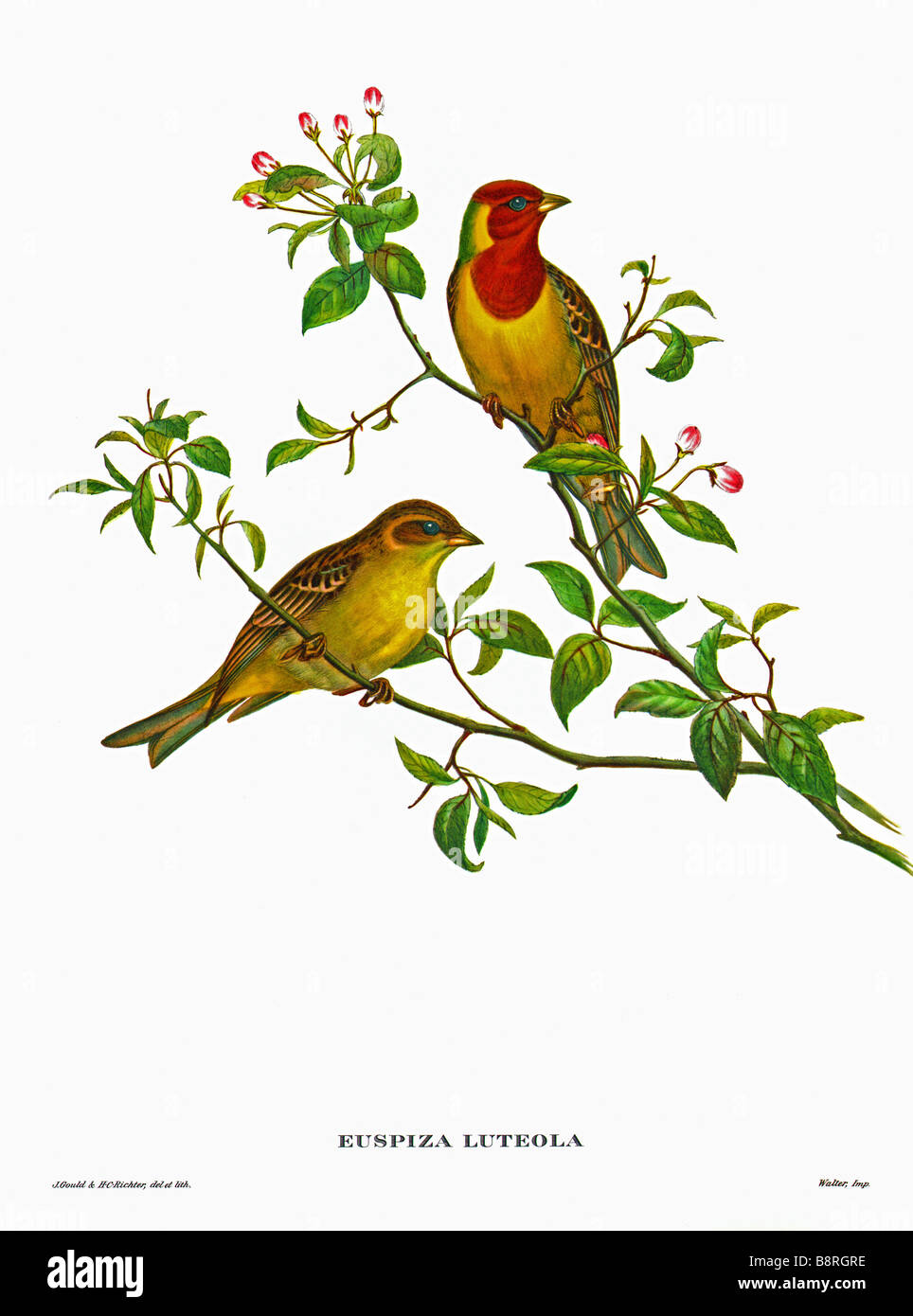 Bruant à tête rouge, Emberiza bruniceps Banque D'Images