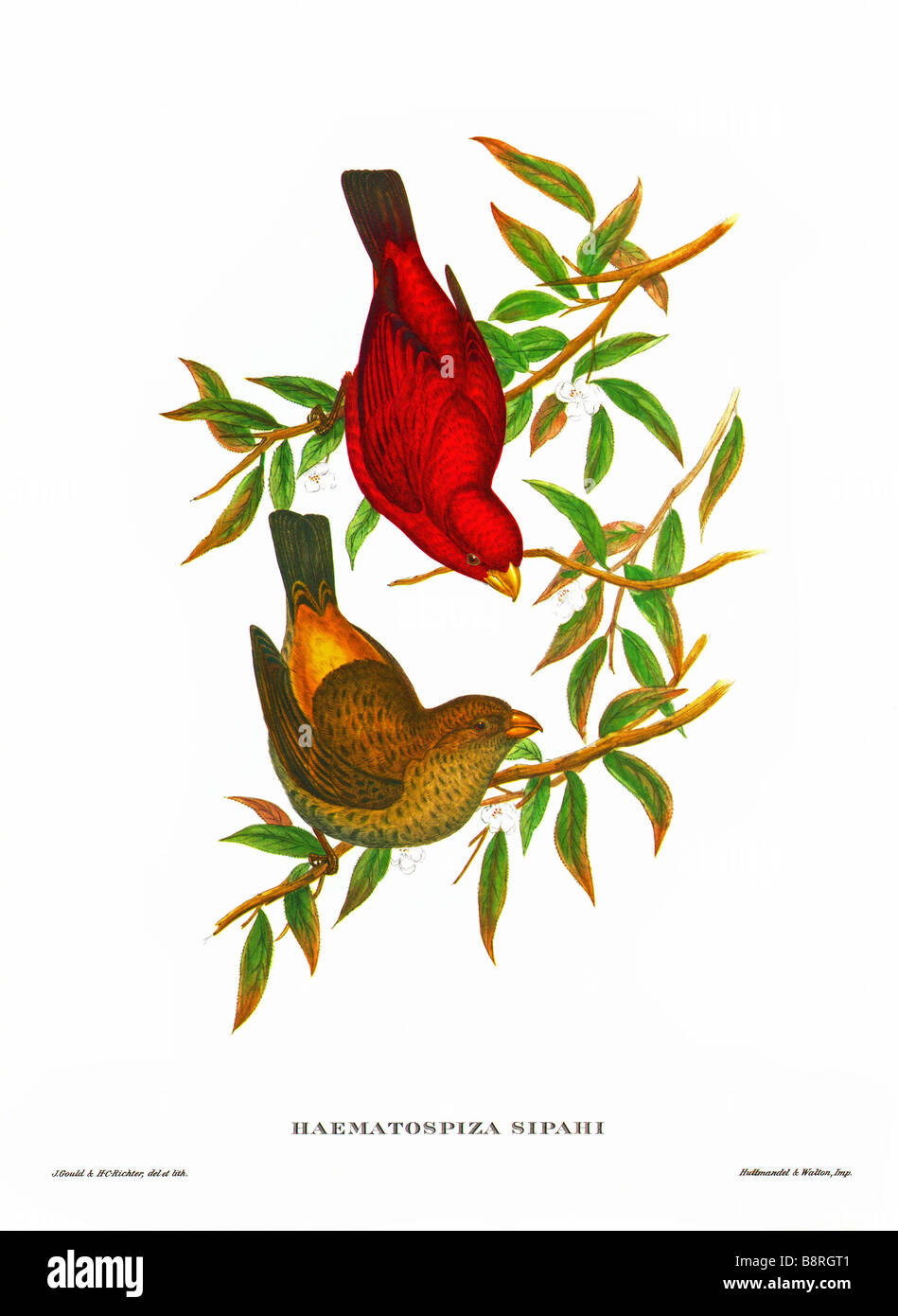 Scarlet Finch (Haematospiza sipahi) Banque D'Images