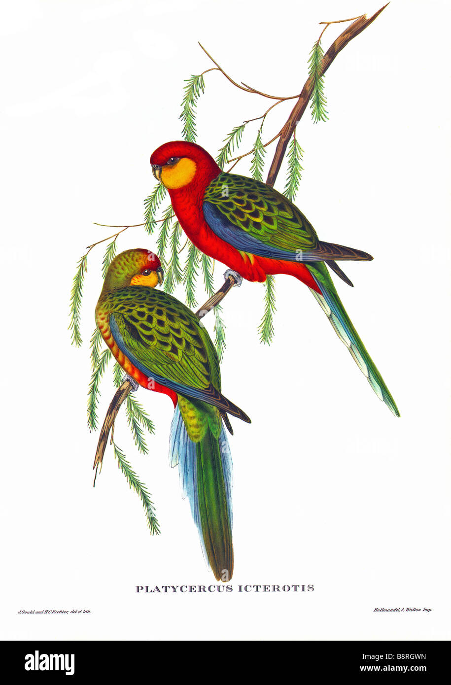 Rosella Platycercus icterotis, de l'ouest, est la plus petite espèce de rosella et se trouve dans le sud-ouest de l'Australie Banque D'Images