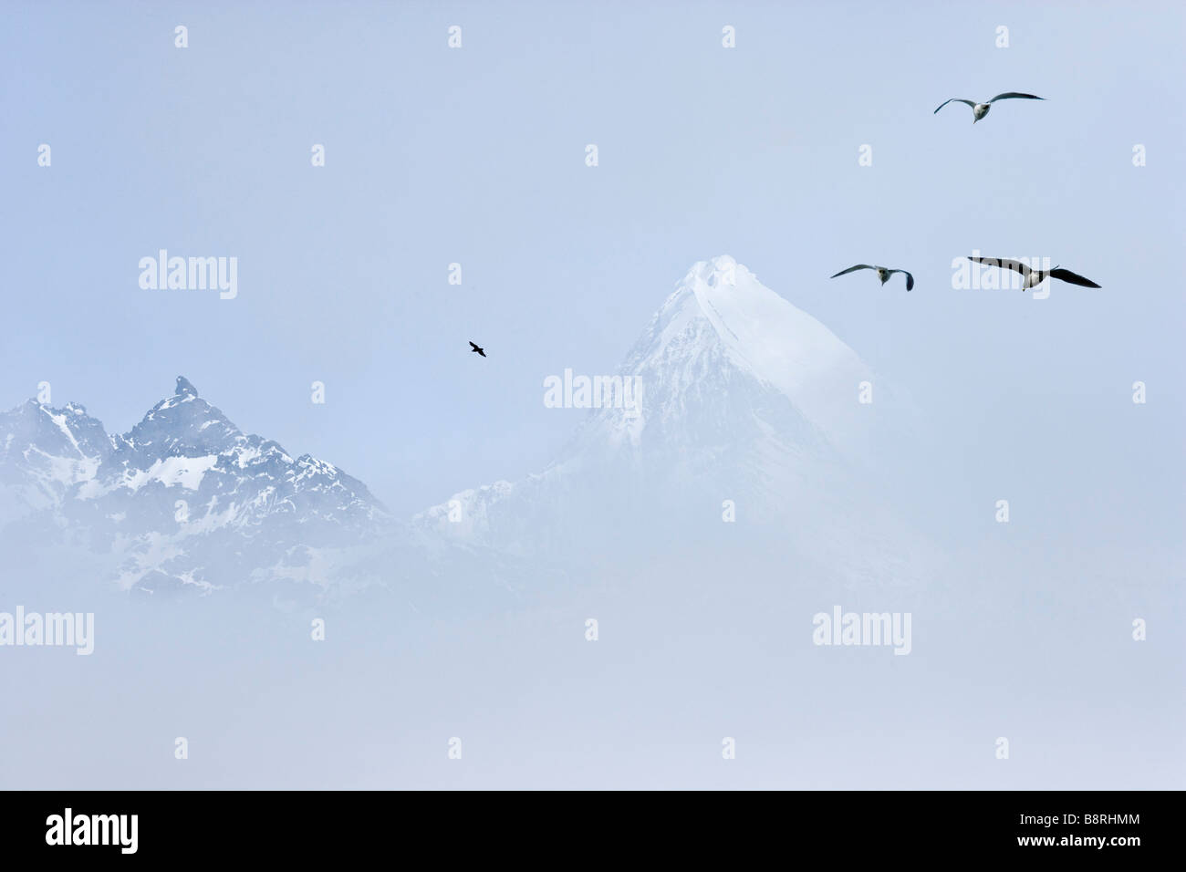 L'île de Géorgie du Sud - Le Brouillard enveloppé peaks et les oiseaux de mer battant Banque D'Images