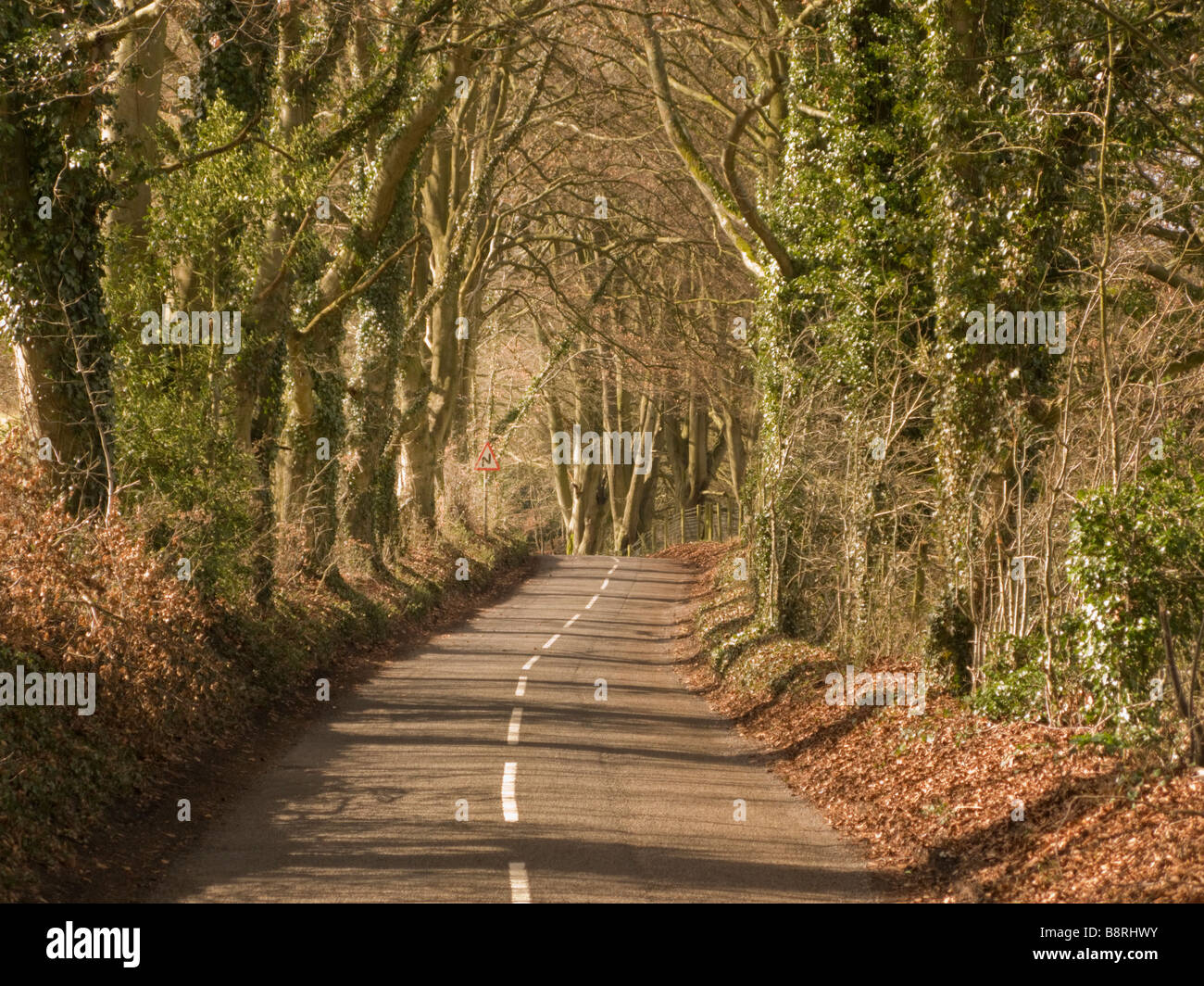 Allée d'arbres et de l'anglais country lane. Hampshire, Angleterre. UK. Banque D'Images