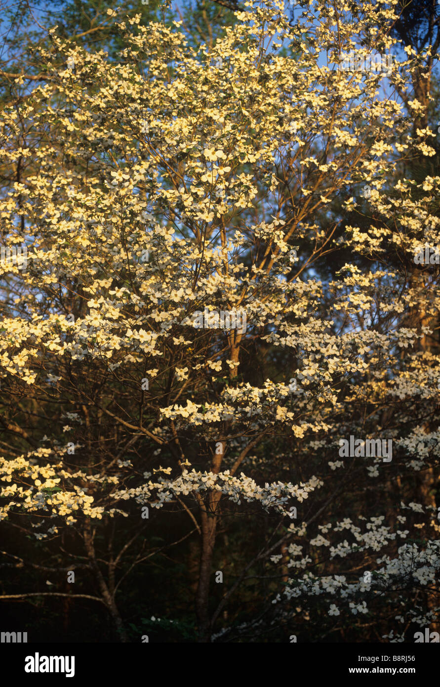 Cornouiller fleuri arbre dans le ruisseau Stevens, Préserver le patrimoine de la Forêt Nationale de Sumter en Caroline du Sud Banque D'Images