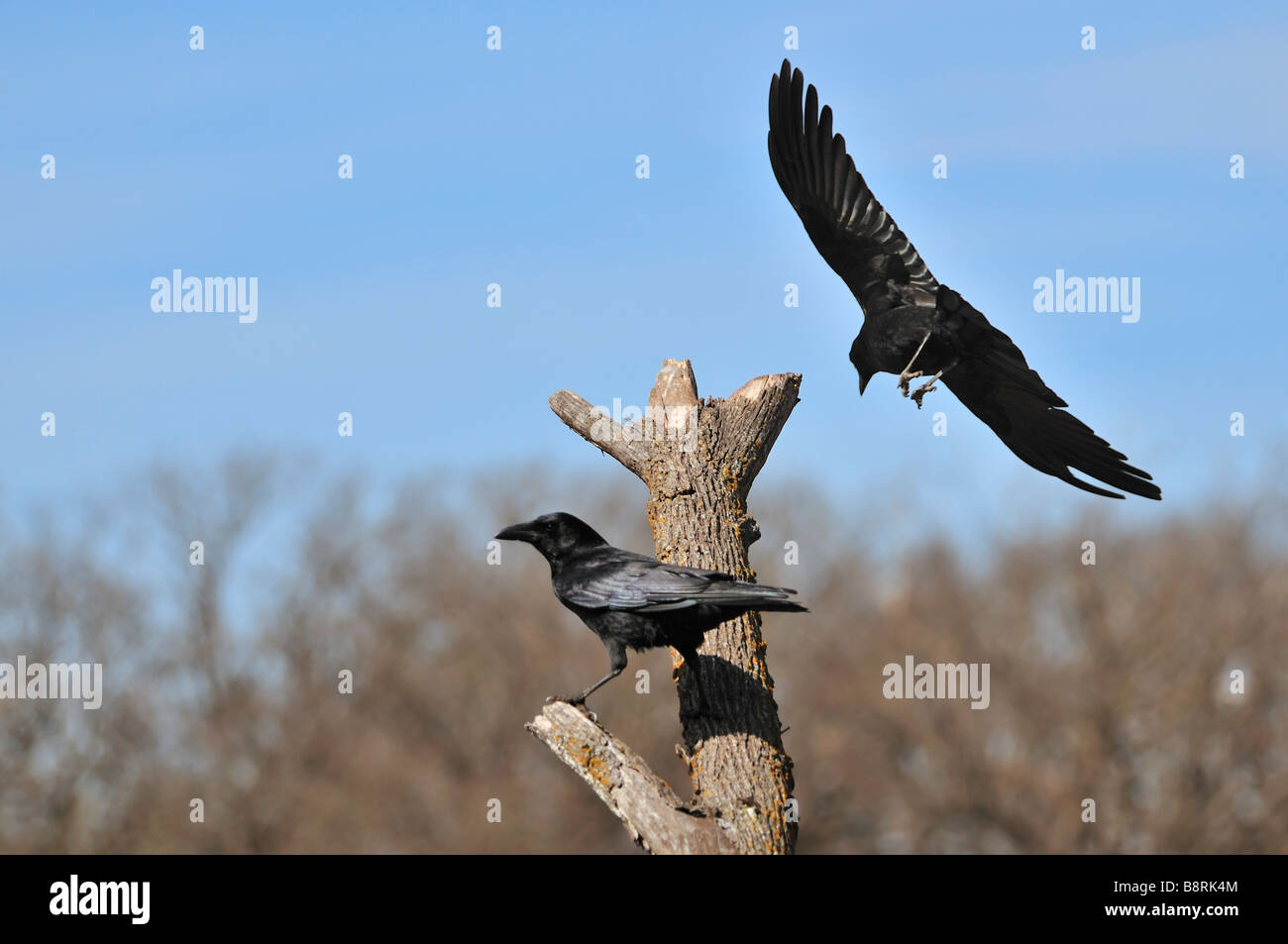 Corneille d'Amérique, Corvus brachyrhynchos. New York, USA. Banque D'Images