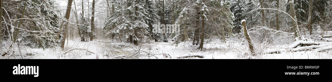 Panorama de l'hiver et de l'eau vieille forêt enneigée Banque D'Images