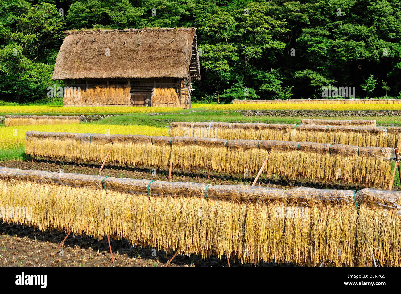 Ferme, Shirakawa-go, préfecture de Gifu, Japon Banque D'Images