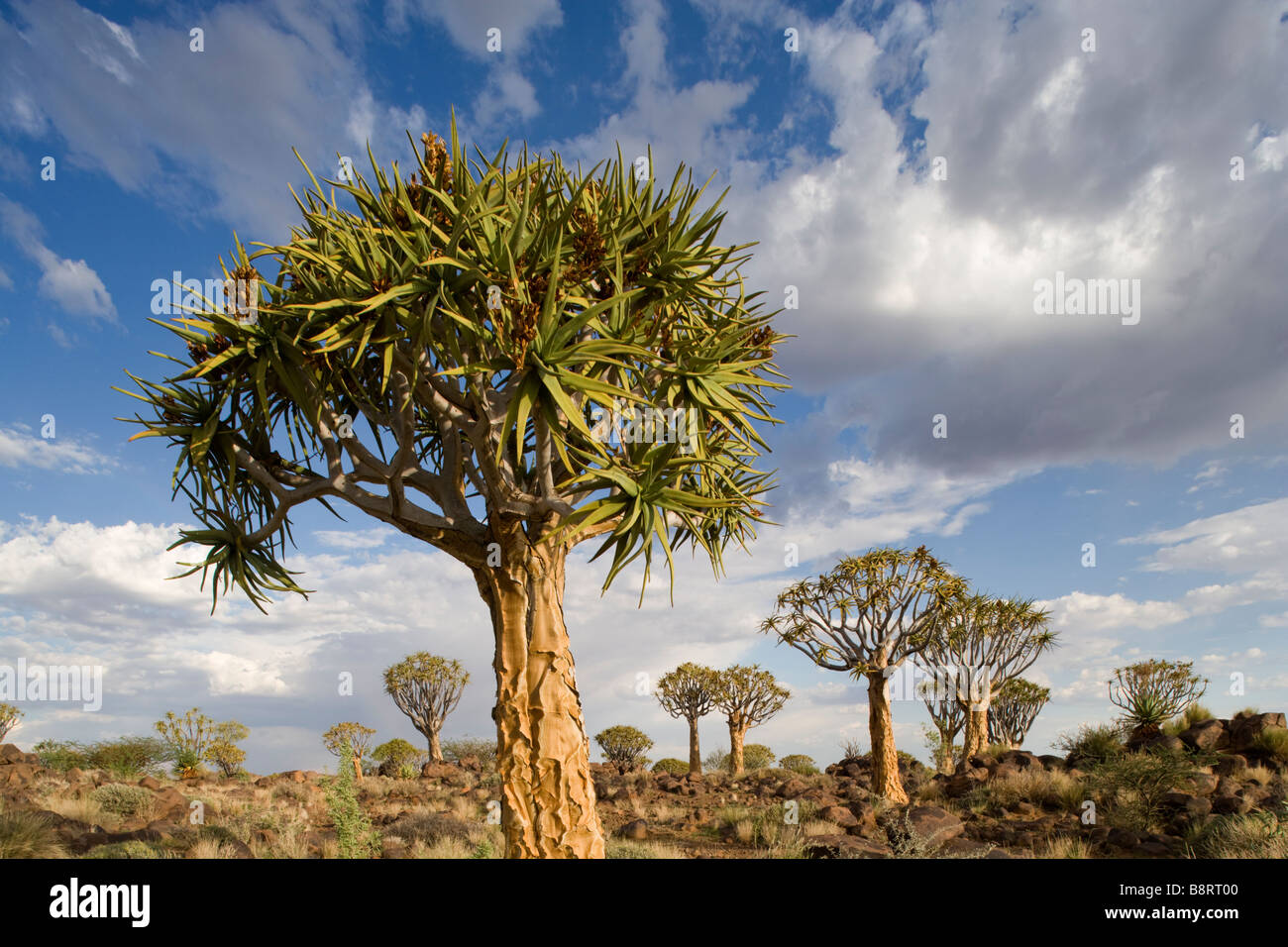 La Namibie Afrique Keetmanshoop Setting sun lights Aloe dichotoma Quiver Tree dans Kocurboomwoud Quiver Tree Forest Banque D'Images