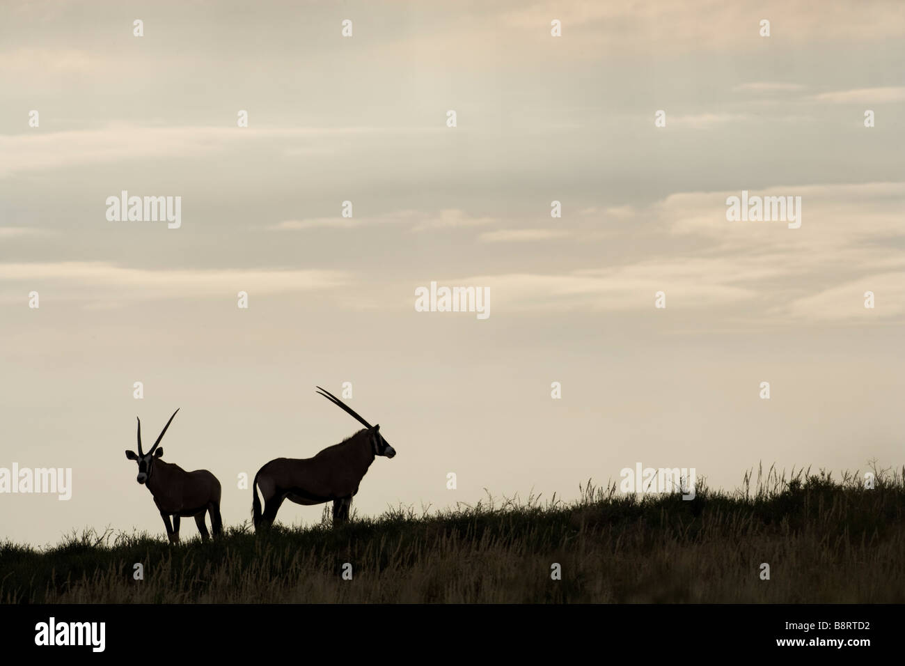 L'Afrique du Kgalagadi Transfrontier Park Deux Oryx Oryx gazella silhouetté au sommet des dunes de sable Banque D'Images