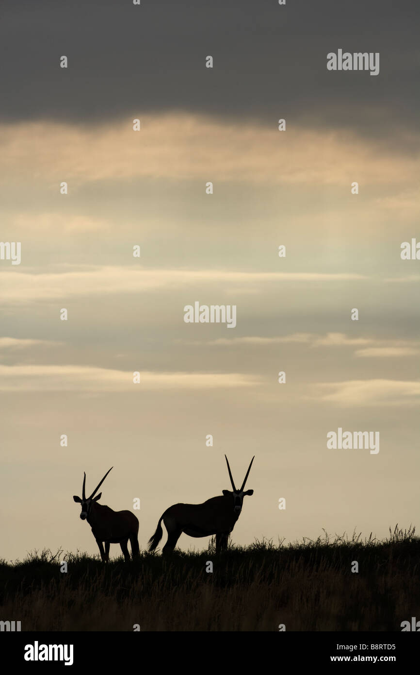 L'Afrique du Kgalagadi Transfrontier Park Troupeau d'Oryx Oryx gazella silhouetté au sommet des dunes de sable Banque D'Images