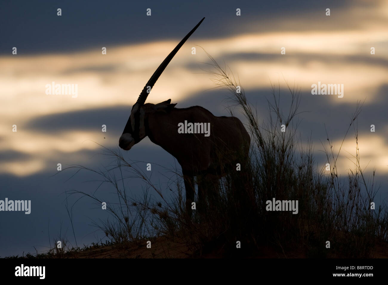 Afrique du Sud Parc transfrontalier de Kgalagadi Gemsbok Solitaire Oryx gazella silhouetté au sommet des dunes de sable Banque D'Images
