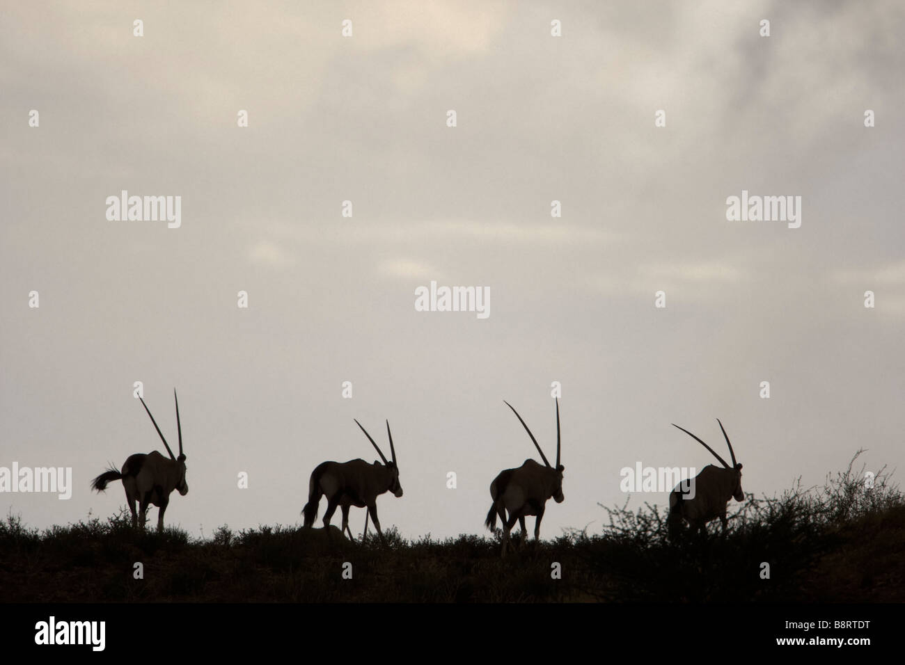 Afrique du Sud Parc transfrontalier de Kgalagadi Gemsbok, Oryx gazella marcher le long des dunes de sable dans le désert du Kalahari Banque D'Images