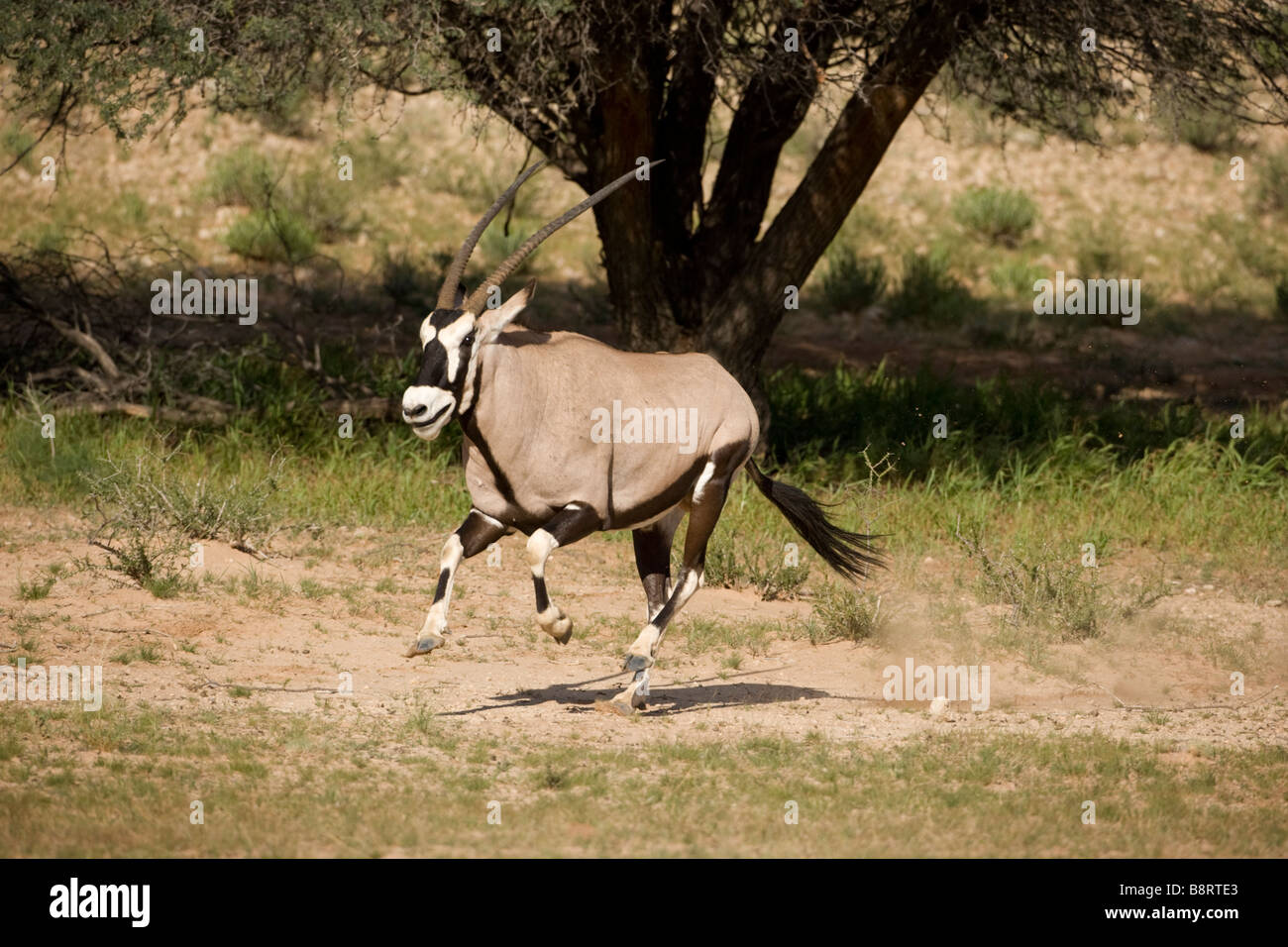 Afrique du Sud Parc transfrontalier de Kgalagadi Gemsbok, Oryx gazella le long de la rivière à sec dans le désert du Kalahari Banque D'Images
