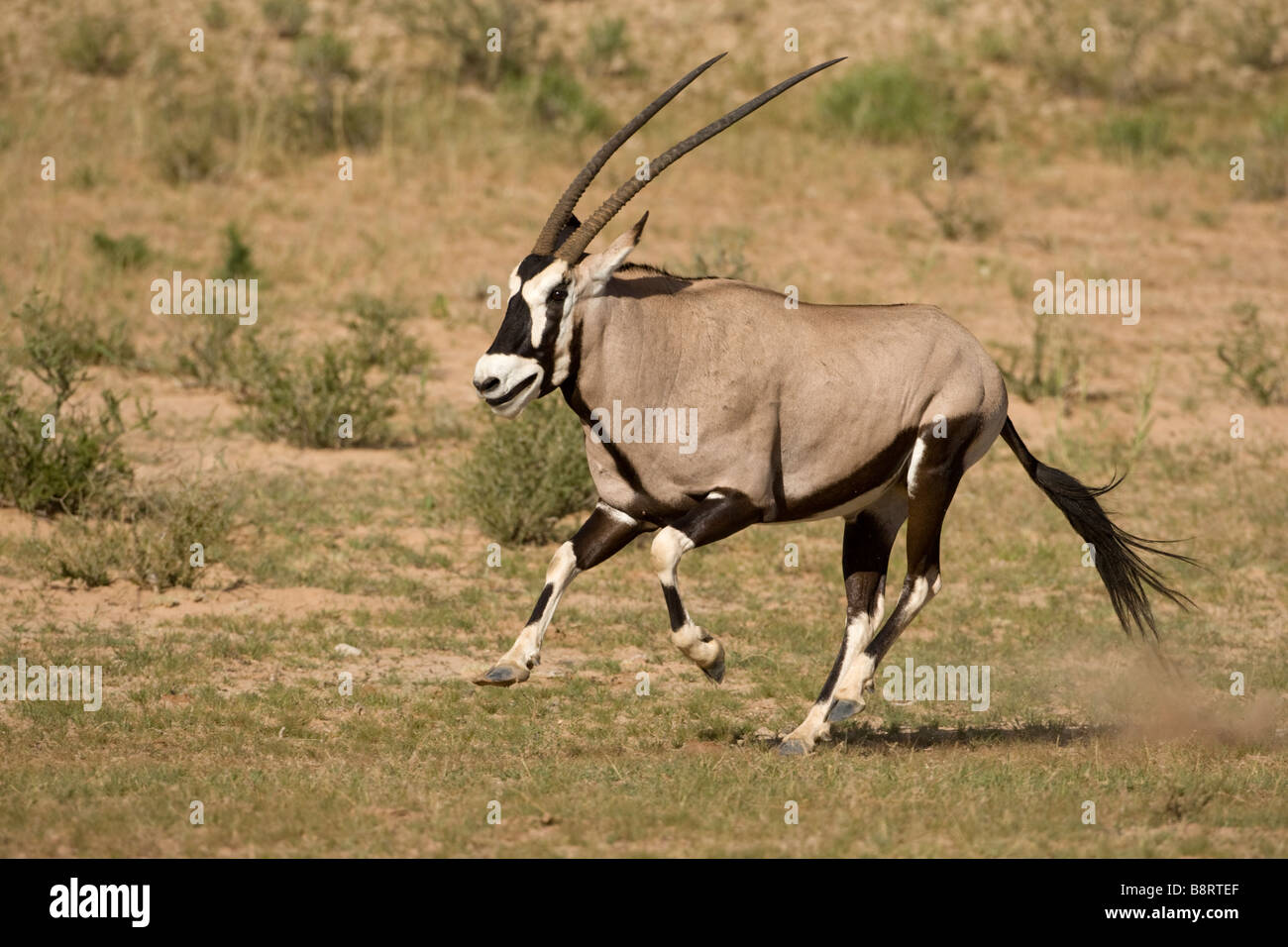 Afrique du Sud Parc transfrontalier de Kgalagadi Gemsbok, Oryx gazella le long de la rivière à sec dans le désert du Kalahari Banque D'Images
