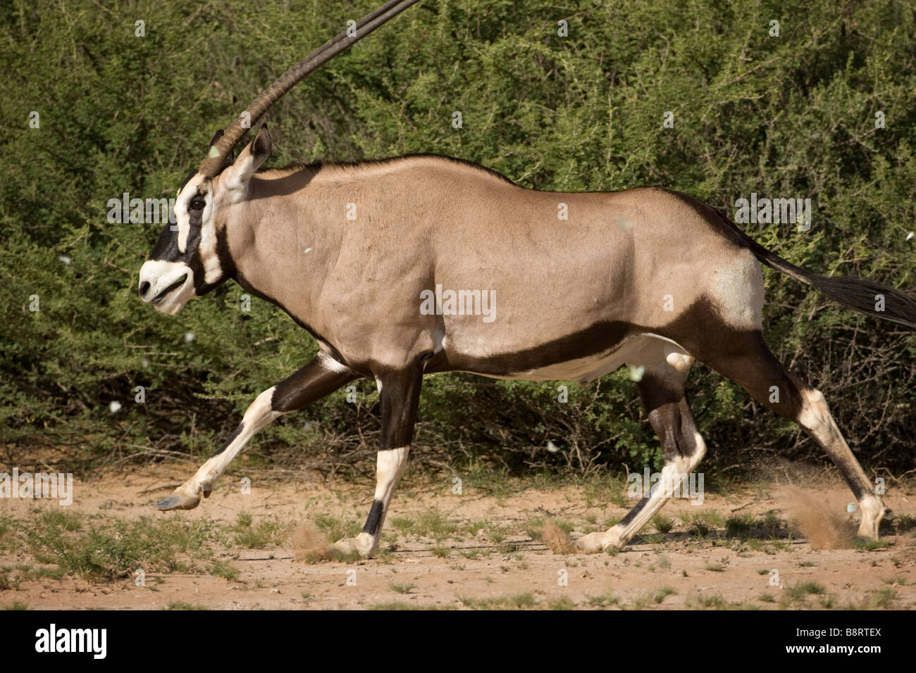 Afrique du Sud Parc transfrontalier de Kgalagadi Gemsbok, Oryx gazella le long de la rivière à sec dans le désert du Kalahari Banque D'Images