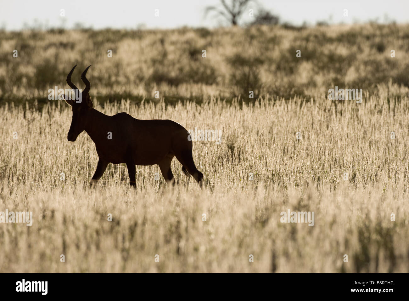 Afrique du Sud Parc transfrontalier de Kgalagadi Bubale Alcelaphus buselaphus rouge dans désert du Kalahari Banque D'Images