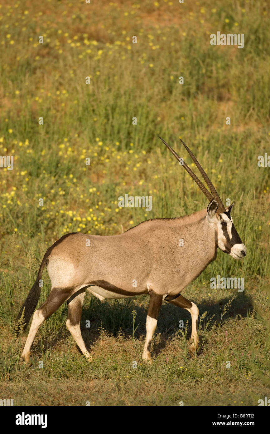 Afrique du Sud Parc transfrontalier de Kgalagadi Gemsbok, Oryx gazella marche à travers les fleurs sauvages sur dune de sable du désert du Kalahari Banque D'Images
