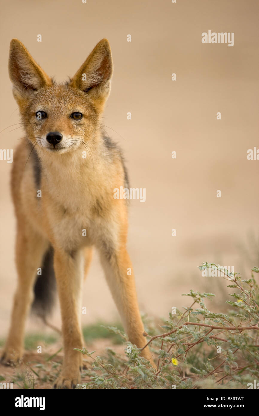 Afrique du Sud Parc transfrontalier de Kgalagadi Chacal Canis mesomelas noir soutenu dans désert du Kalahari Banque D'Images